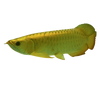 24K GOLDEN AROWANA