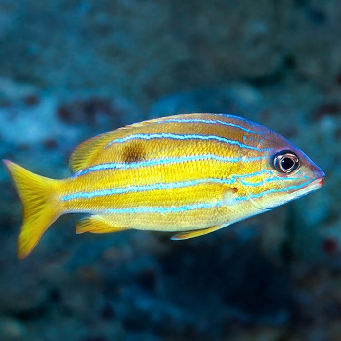 Bluestripe snapper