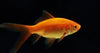 GOLD FISH -COMET