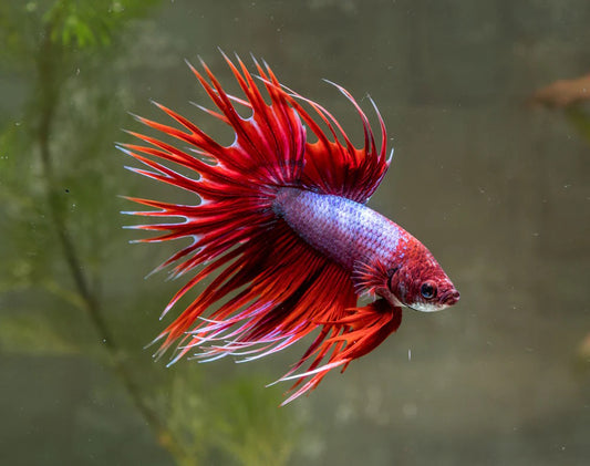 CROWN TAIL BETTA - male