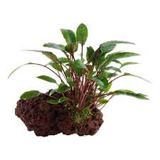 Cryptocoryne beckettii 'Petchii'