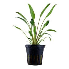 Cryptocoryne x willisii