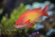 Lyretail Coralfish