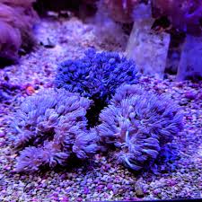 Xenia Sp.Pumping