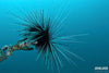 Long Spine Urchin