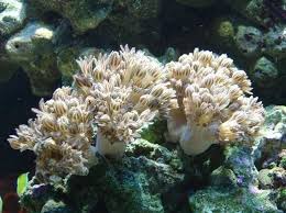 Silver Branch Pumping Xenia