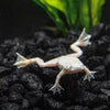 Platinum African Dwarf Frog