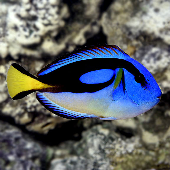 Blue Tang - Yellow belly