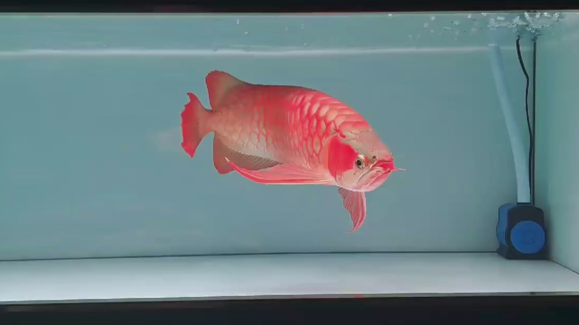 SUPER RED AROWANA FRESHWATER FISH – Angel Exotix Aquarium