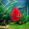 Close-up of a vibrant red fish with black stripes in an aquarium setting.