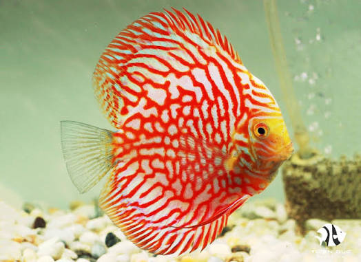 Red Pigeon Discus
