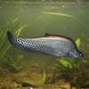 Royal Clown Knifefish
