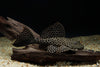 L083 SAILFIN PLECO