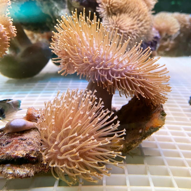 Toadstool (Sarcophyton ehrenbergi)