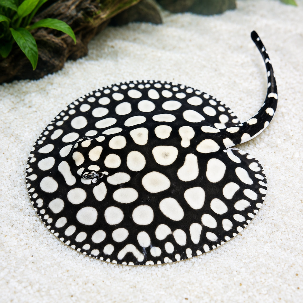 Snow White Diamond Stingray Captivating freshwater species