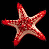 Red Lobed Star Fish