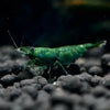 Green Jade Shrimp