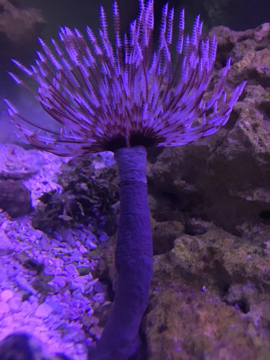 Feather Duster Multi Color bushy