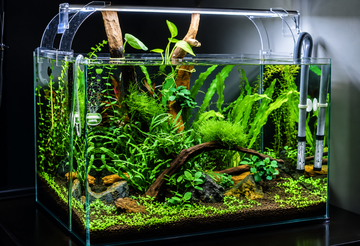 Aquariums for Wellness: How a Fish Tank Can Calm Your Mind