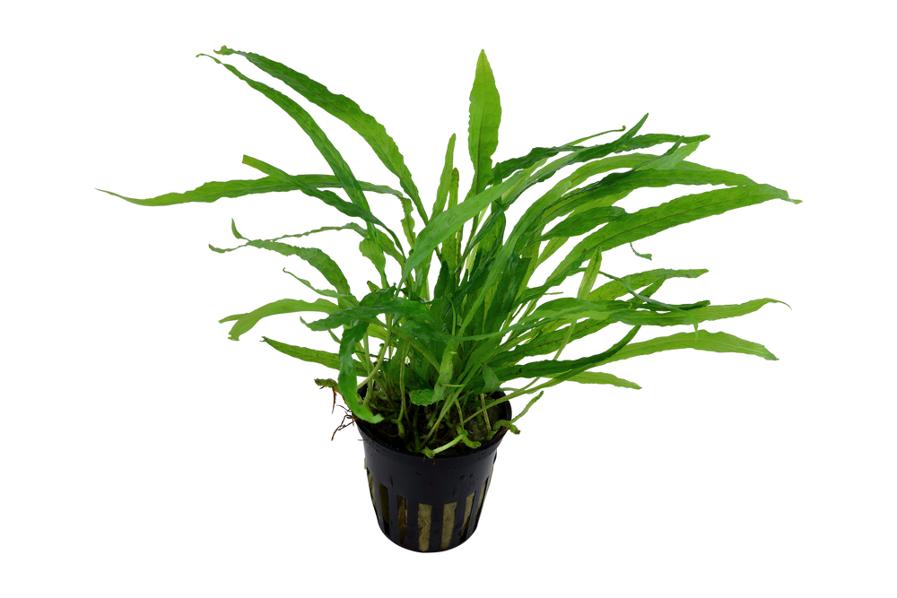 Live Plants