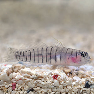 GOBY