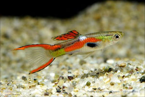 RASBORA