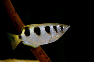 BRACKISH