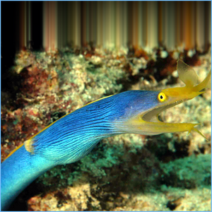 EELS