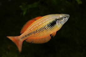 RAINBOW FISH