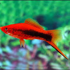 SWORDTAIL
