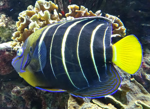 ANGEL FISH