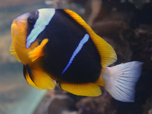 ANEMONE FISHES