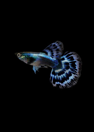 GUPPIES