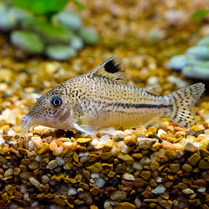 CATFISH