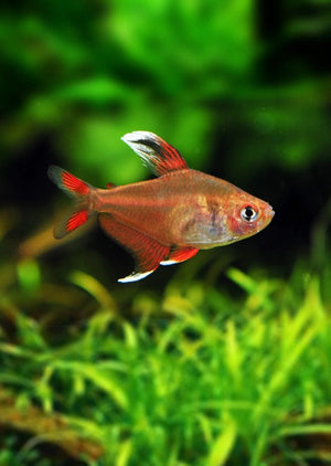 PENCIL FISH