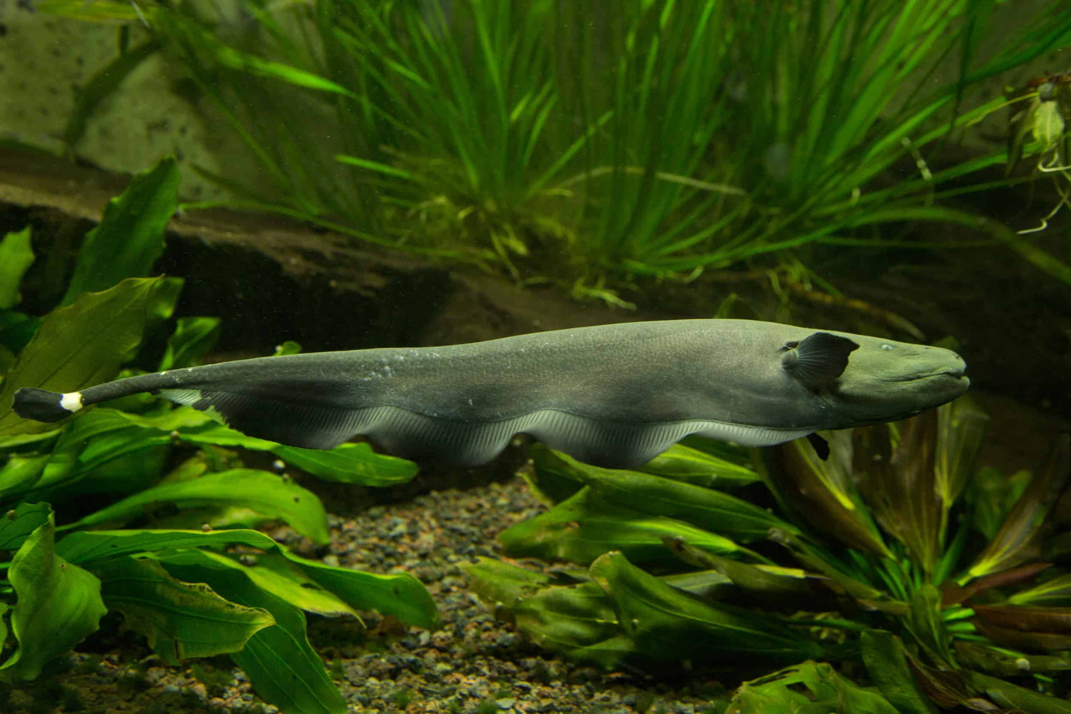 KNIFE FISH