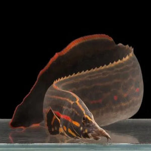 FRESH WATER EEL