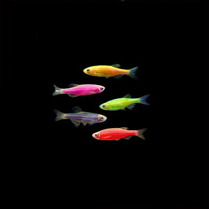 DANIOS