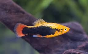 PLATY