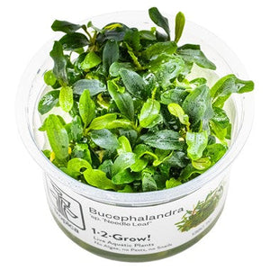 PLANTS IN 1-2-GROW! BOX