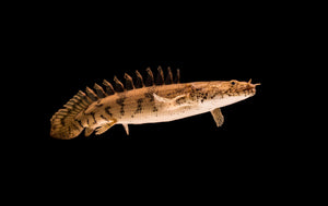 BICHIRS