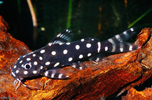 SYNODONTIS