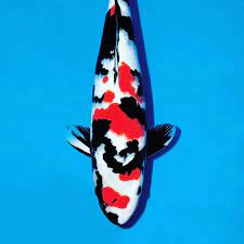 KOI