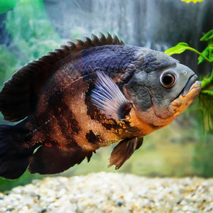 AMERICAN CICHLID