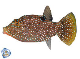 PUFFER