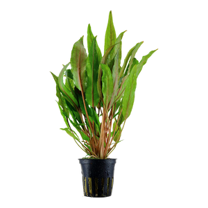 PLANTS IN POTS