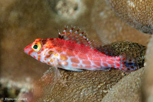 HAW FISHES