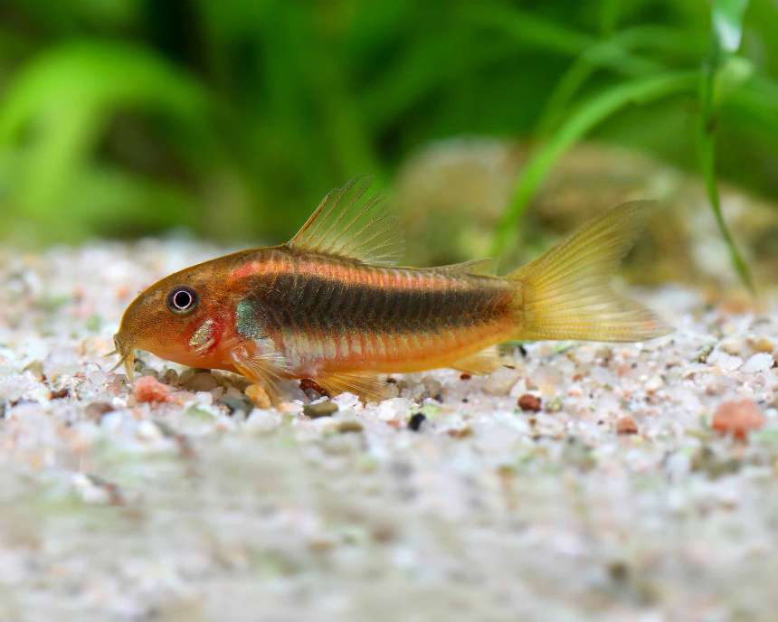 CORYDORAS