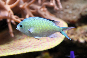 DAMSEL