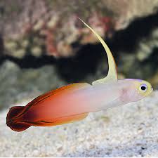 GOBY-MARINE